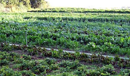 Organic food soup yes please foods